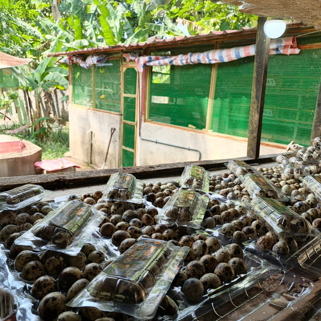 Quail Eggs